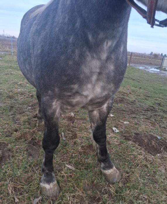 Vând Mânză de 2 Ani