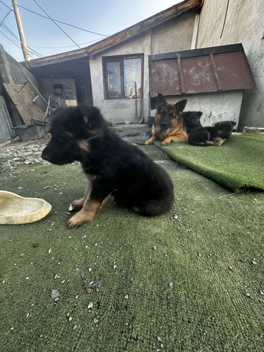 Продават се немски овчарки