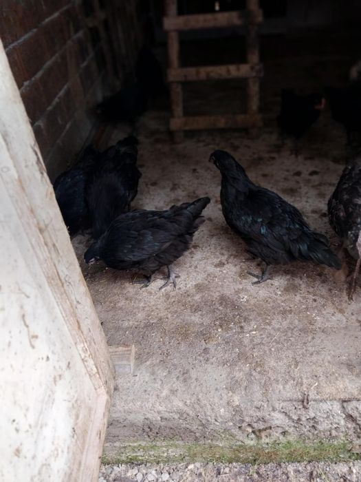 Ярки На 3 месеца и 2пуйчета на 3месеца