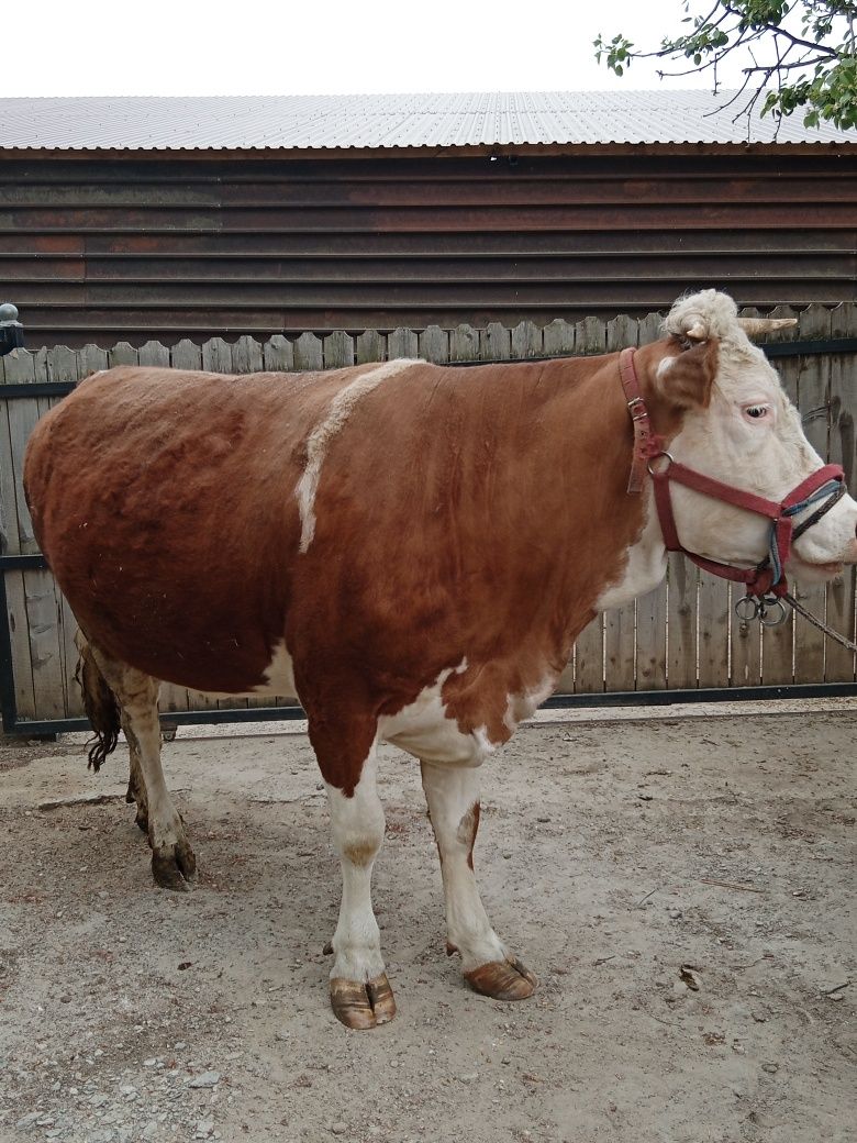 Vaca de vânzare Popești