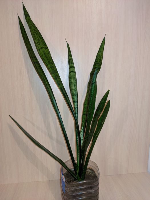 Сансевиерия лечебное !!!