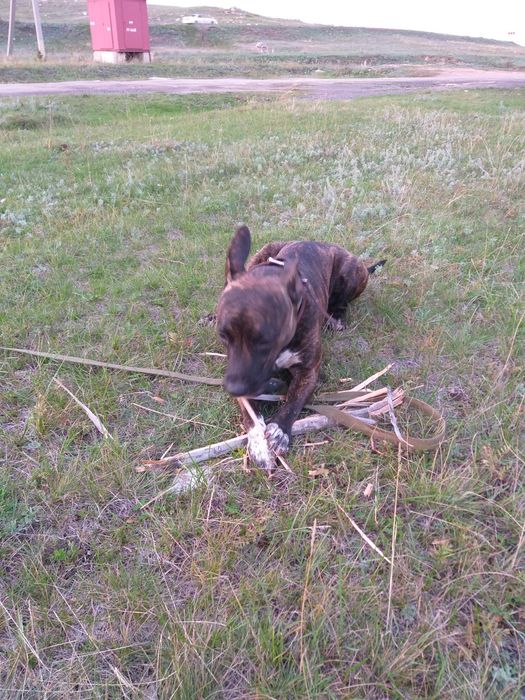 Продам собаку девочку