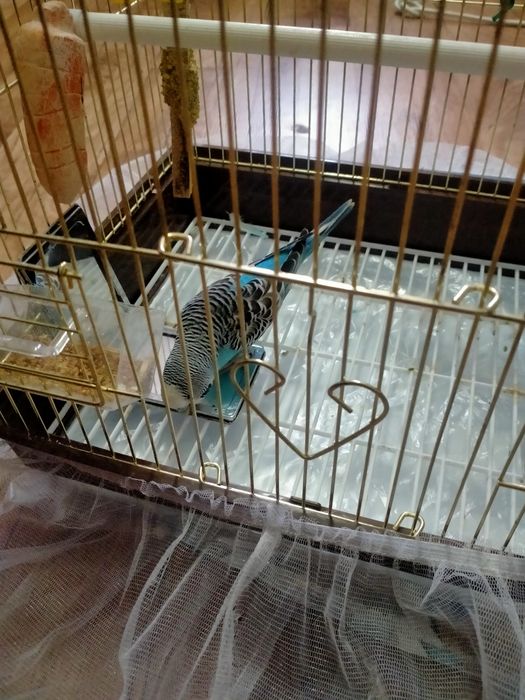 Продам попугая волнистого