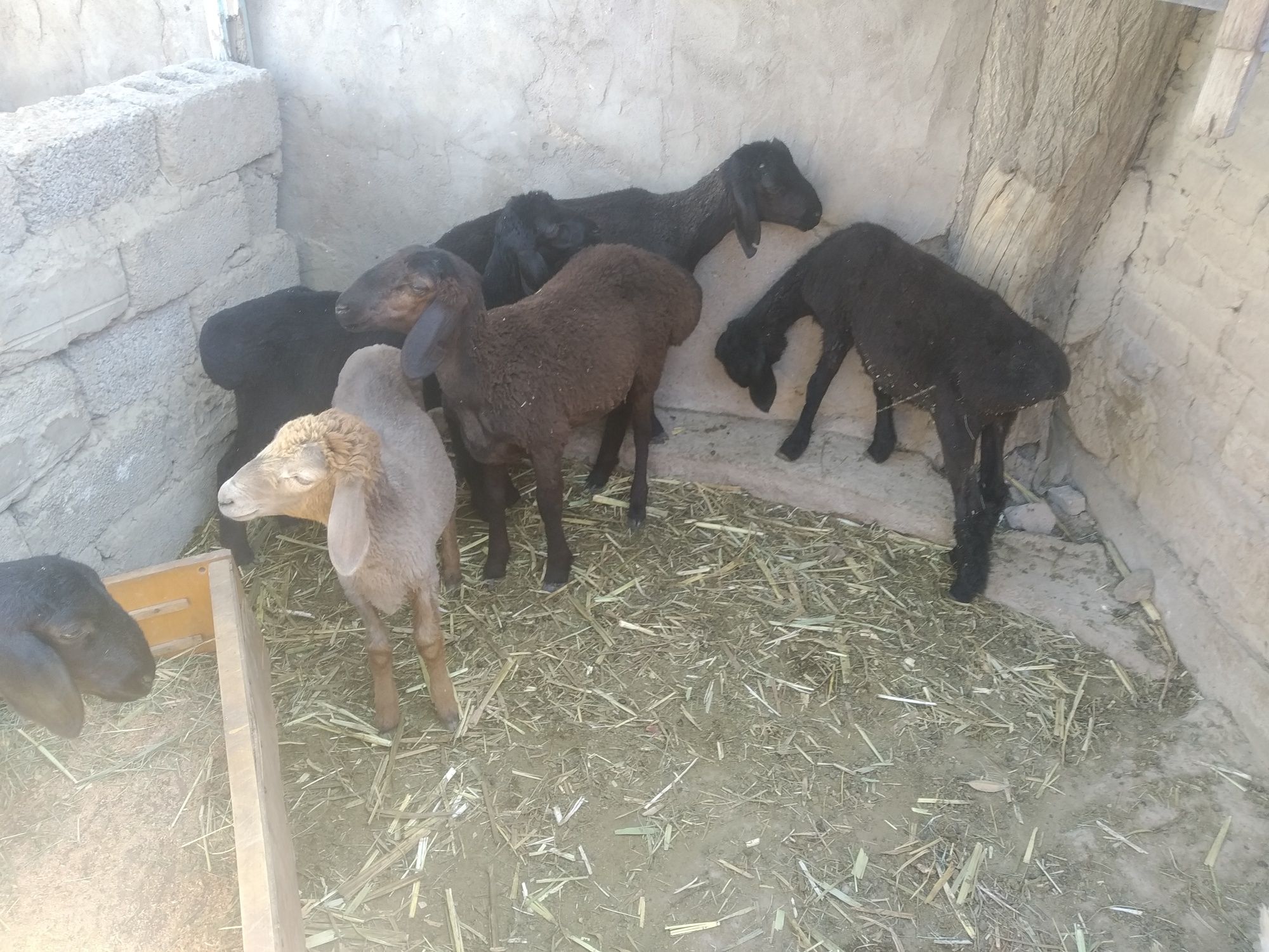 Qoy qozilar sotiladi