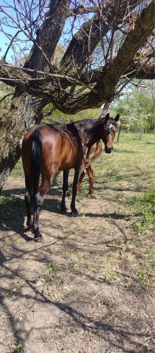 Super ofertă pentru iubitorii de animale!