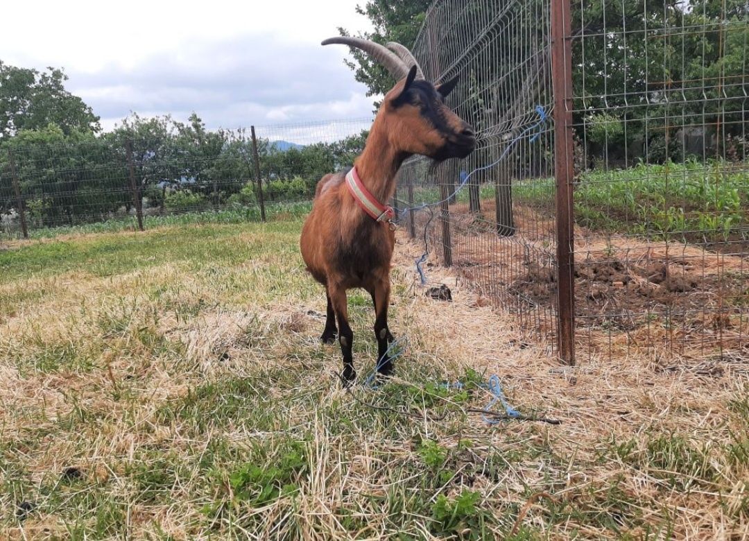 Vand capre rasa alpina franceza Și tap sannen