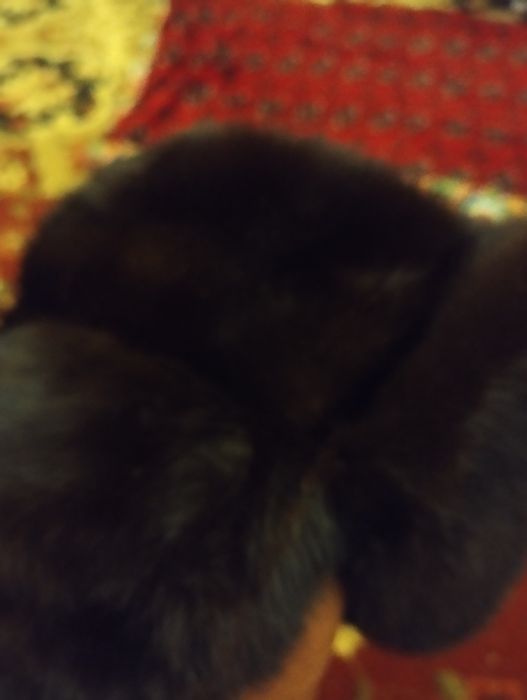 Норка попок. Санкт Петербург кеган.