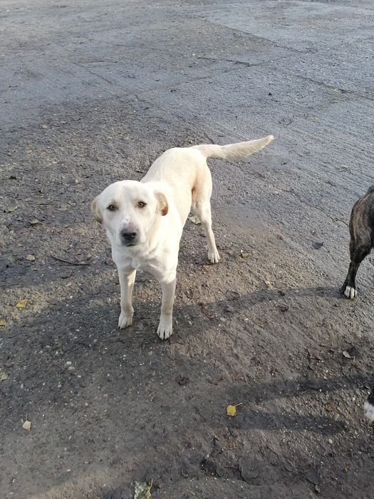 Donez catei de rasa  are vaccin