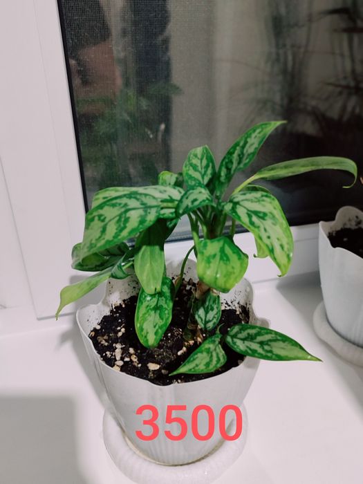 Продам комнатные растения