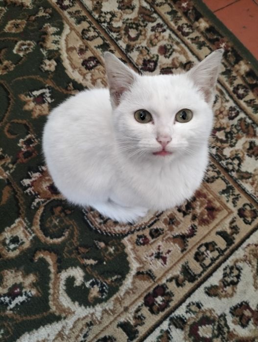 Отдам в добрые руки