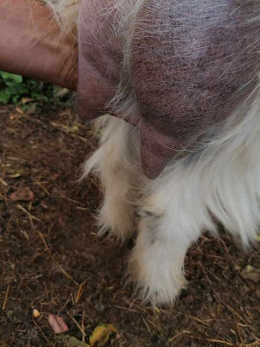 Capre îngrijite acasă