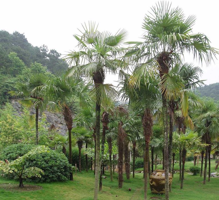 Transformă-ți grădina cu palmieri aclimatizați Trachycarpus