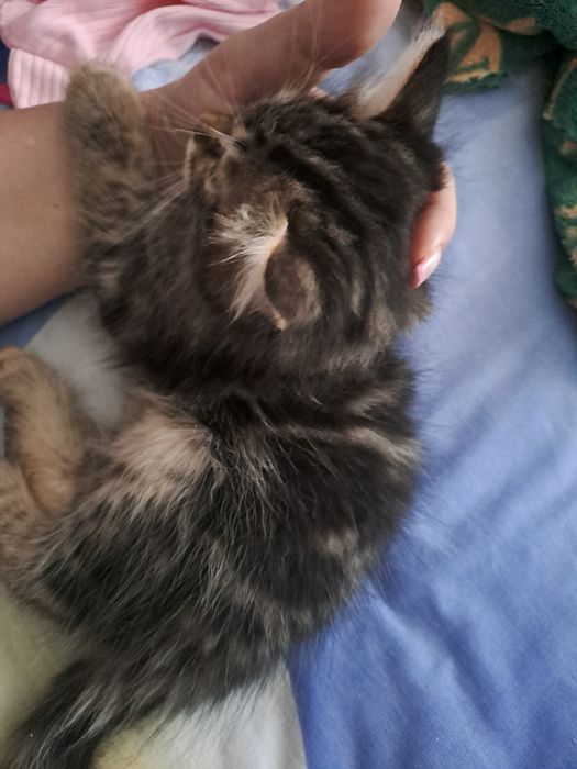 Котята бенгалы мраморы