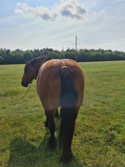 Iapă de vânzare Radauti