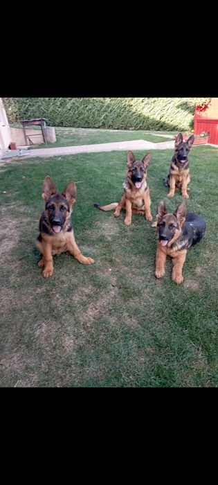 Pui Ciobanesc german cu pedigree