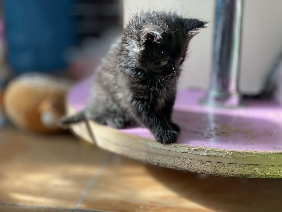 Persidiskiy mushuk  bolalari