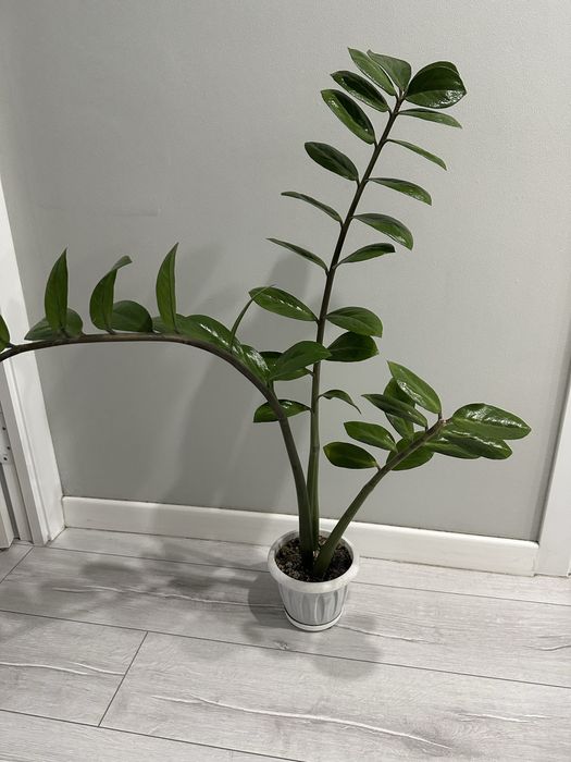 замиокулькас / долларовое дерево