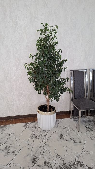 Uyda parvarishlangan xonaki gullar