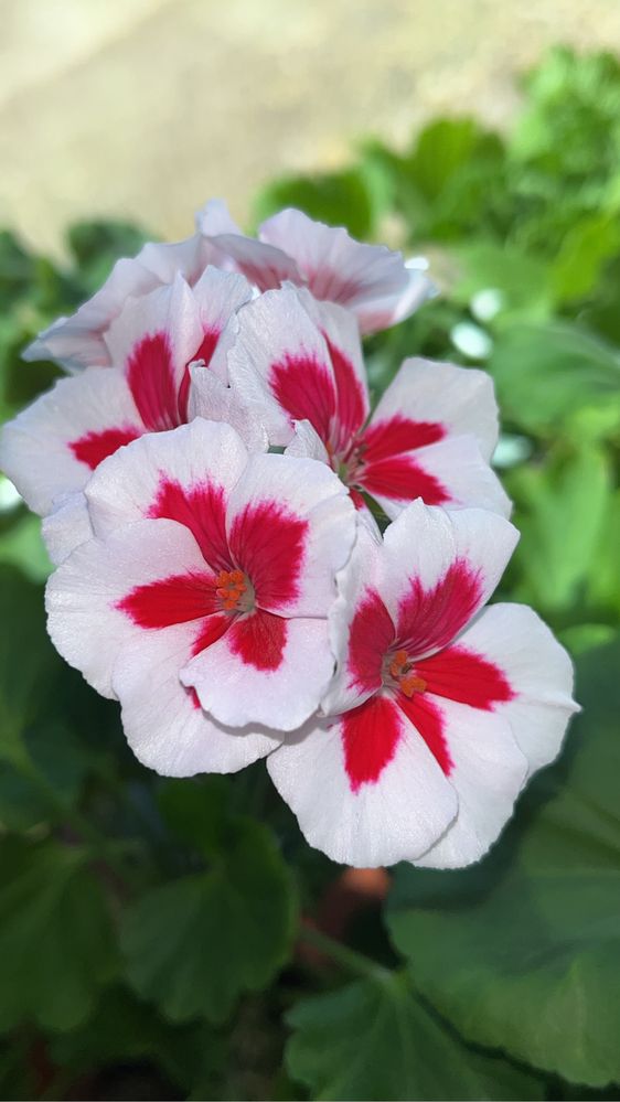 Пеларгонии герани Сингониум филодендрон цаеты подарки Комнатные цветы