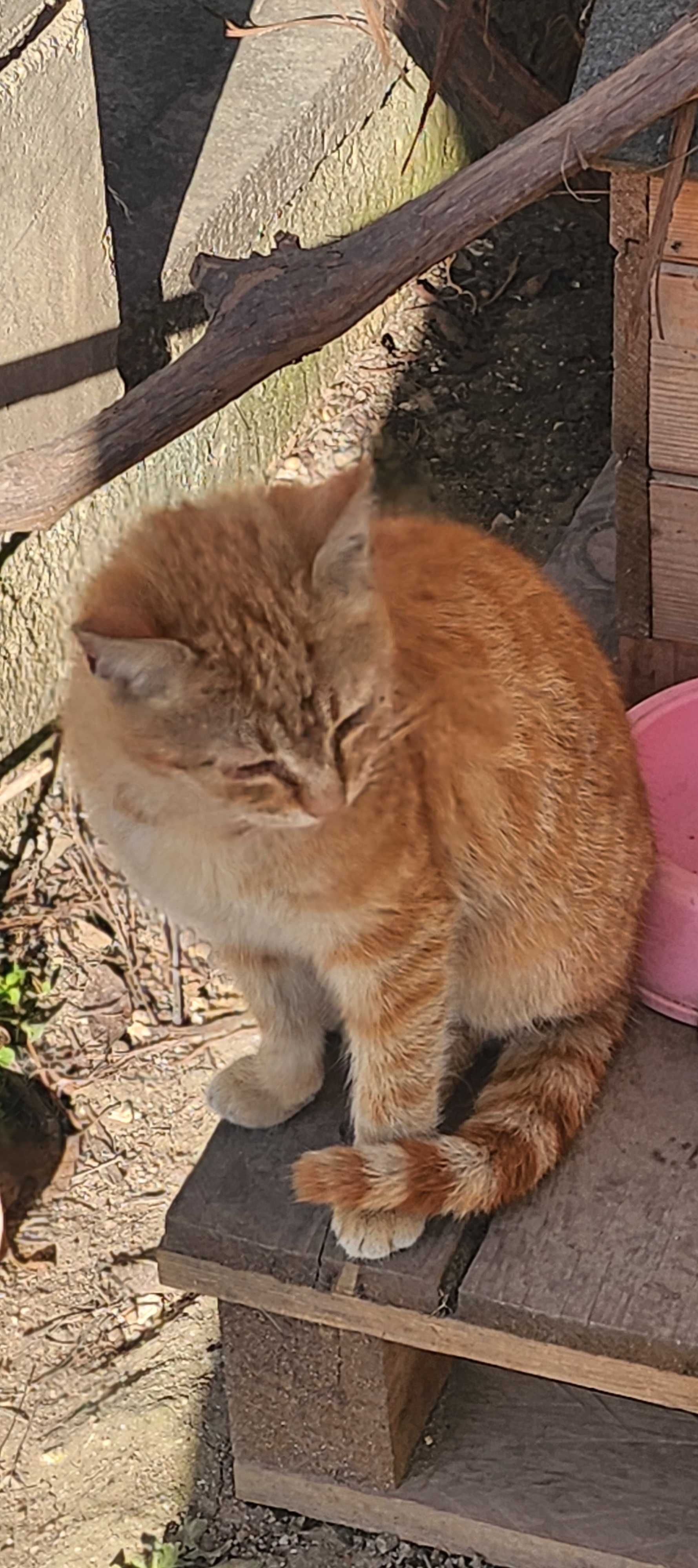 Подарявам котенца