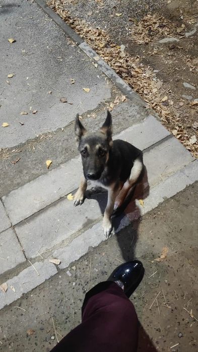 Отдам щенка бесплатно