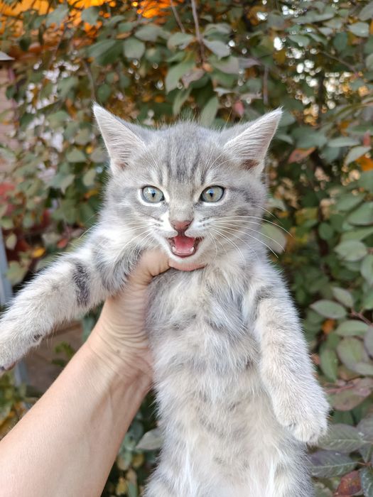 Отдам в добрые руки.