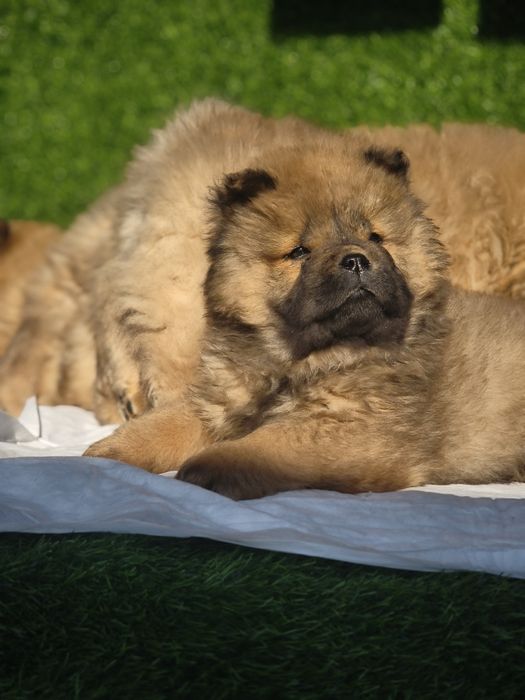 Щенки Чау-чау 22.09.25