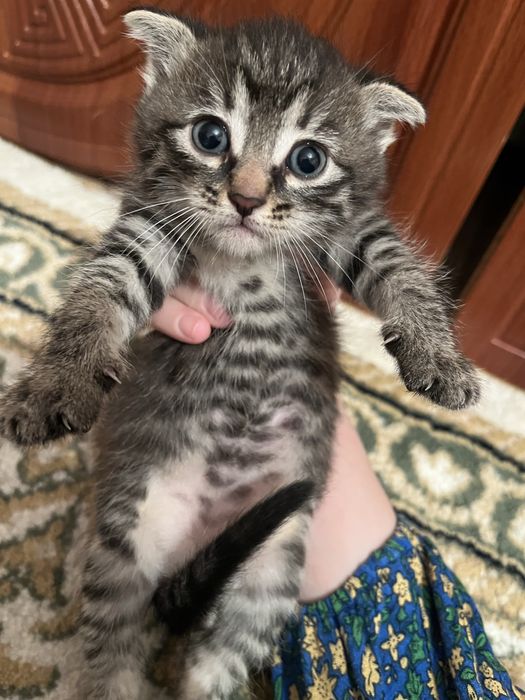 Мысык тегин беремын