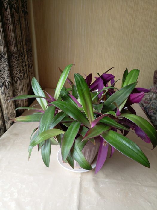 Продам комнатные цветы, 2 шт.