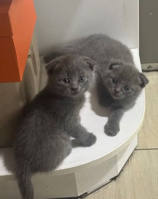 Котята британские