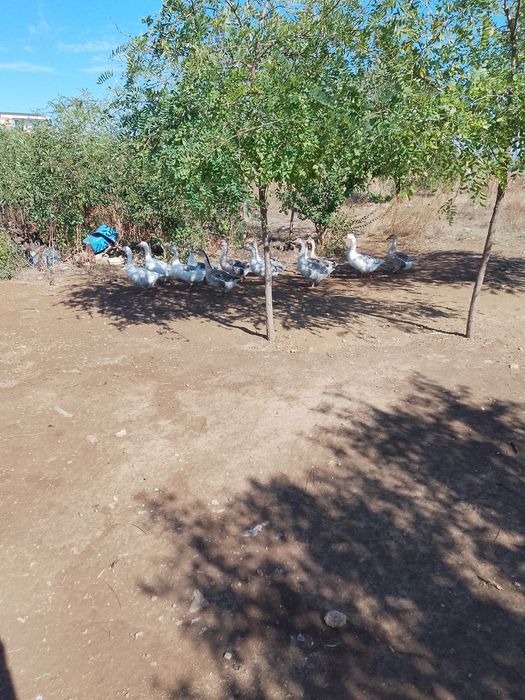 Vând gâște.      .