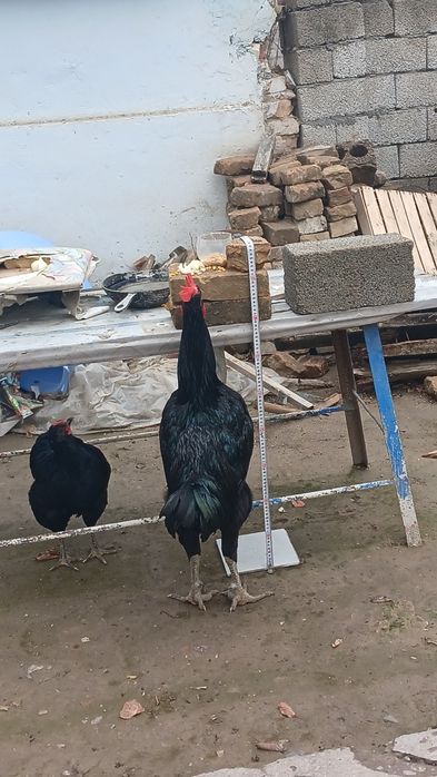 Кора Шахзодалар сотилади 2та