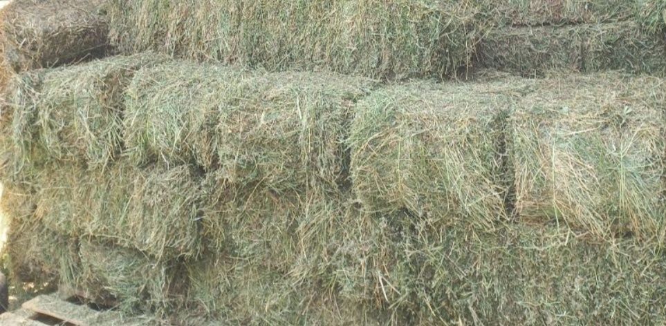 Baloți neplouați de vânzare iarbă și ovăz fân
