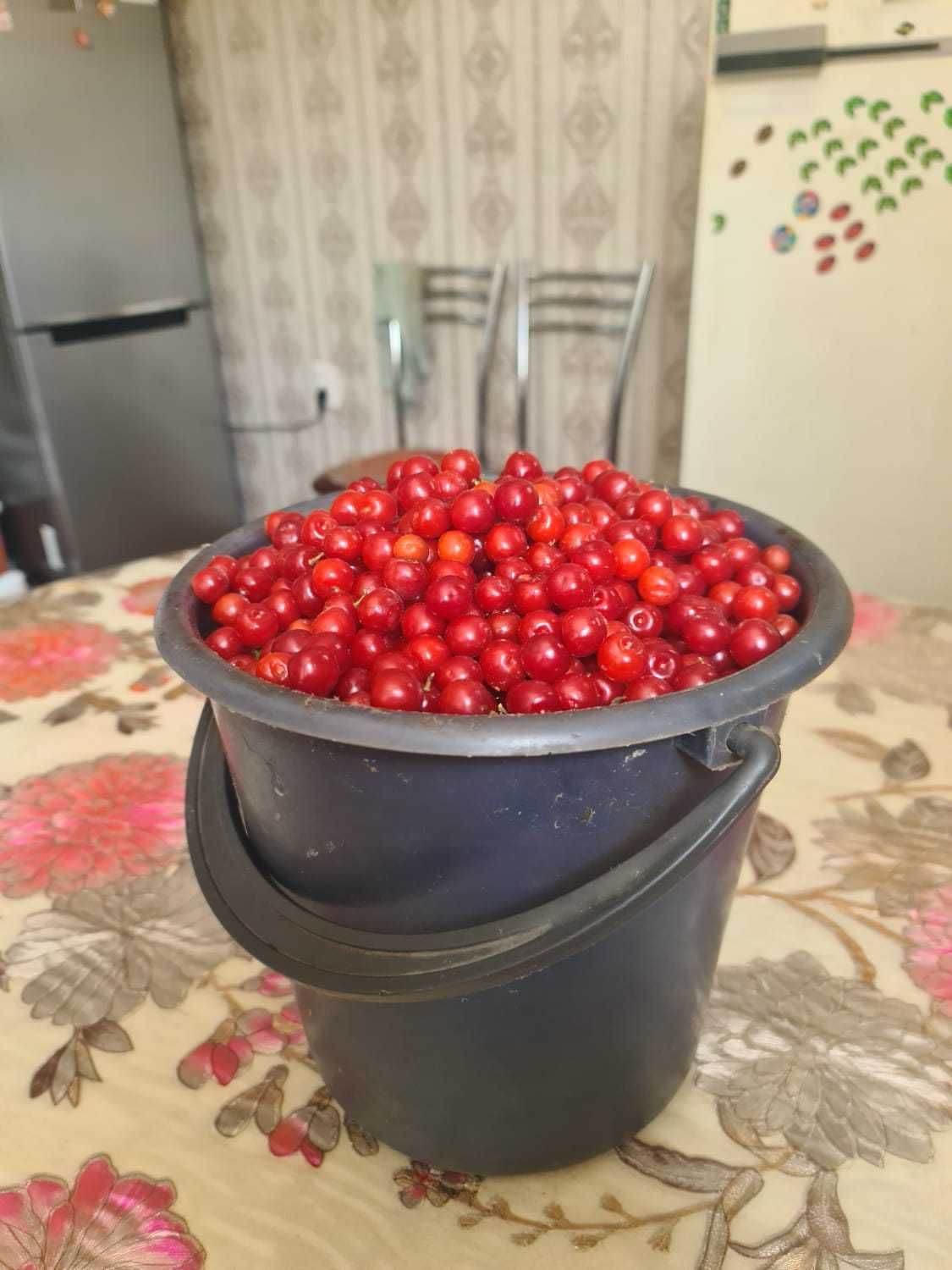 Войлочная вишня свежесобранная