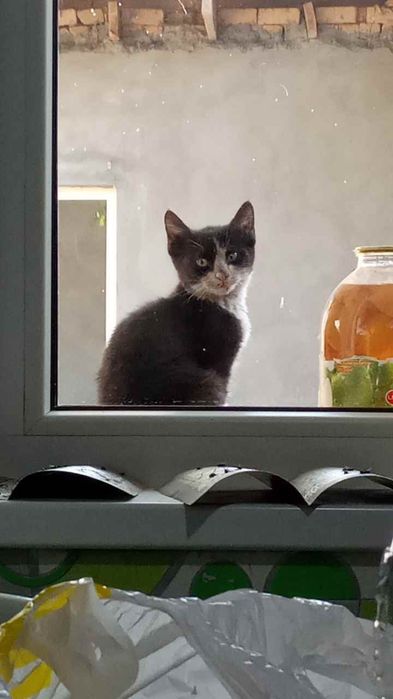 Felix mushuk sotiladi