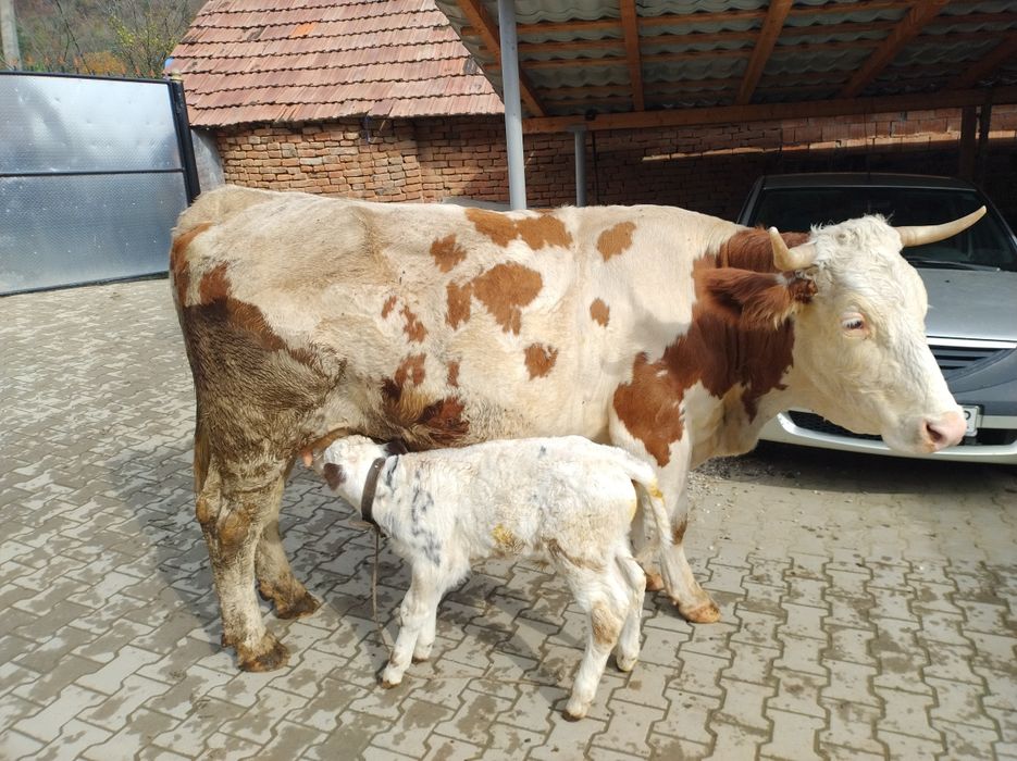 Vând vaca bălțată românească cu vițel belgian