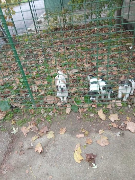 Donez catei , rasa metis, talie medie