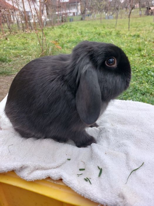 Iepuri,femele berbec pitic