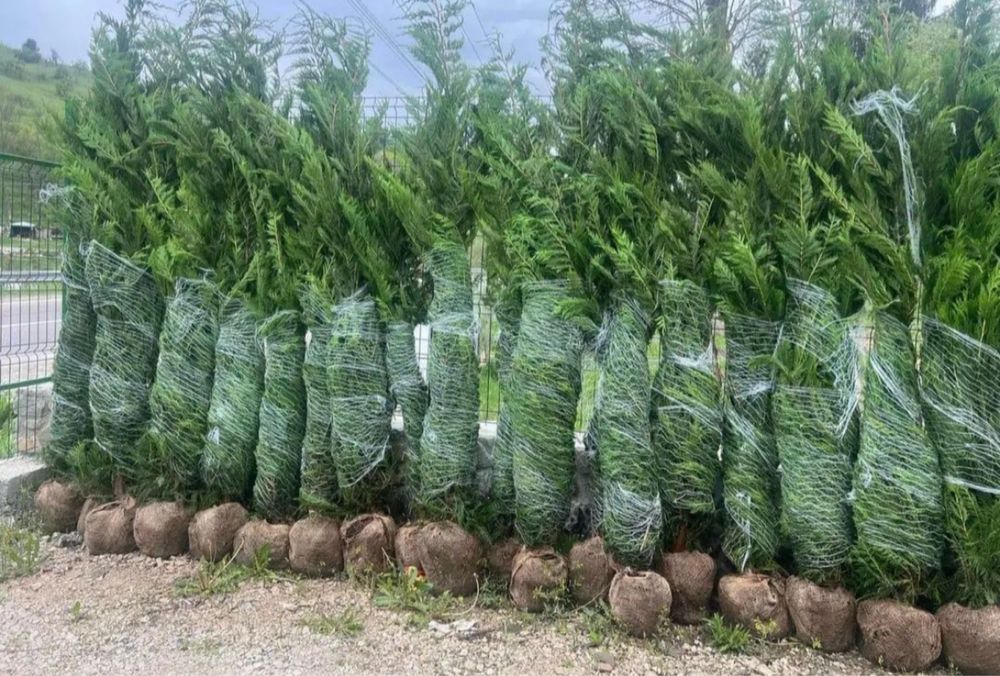 Tuia leylandii oferta 3m 250 lei bucata oriunde in tara plantat inclus