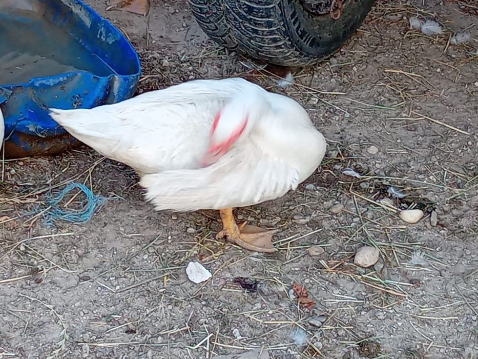 Vând rate lesesti