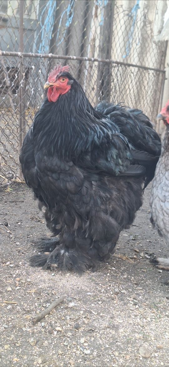 Vand pui conchinchina urias bobat