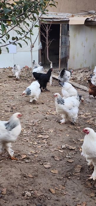 Brama tovuqlar va oddiylari sotiladi tovuqlar tuxumda narxlari har xil