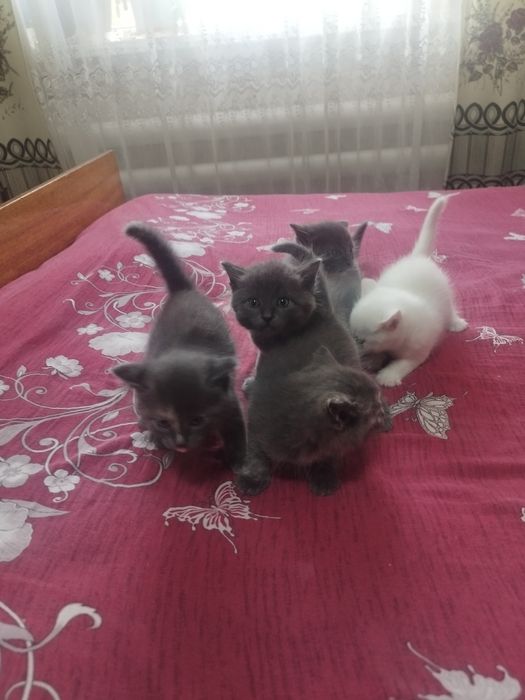 Отдам котят в добрые руки