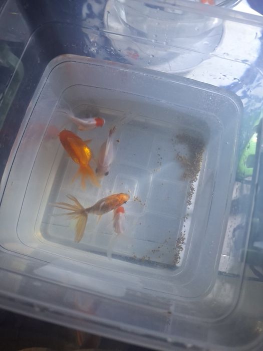 Продам аквариум  с рыбками с обогревателем с кислородом