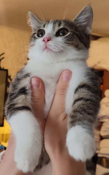 подаряват се котенца