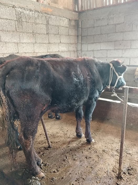 Тёлка стельная алатау порода