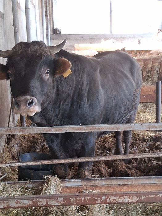 Vând taur sau schimb