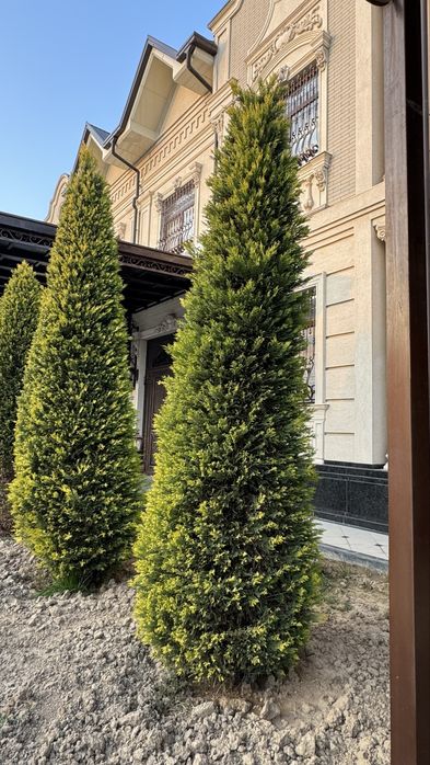 Leylanda gold sotiladi