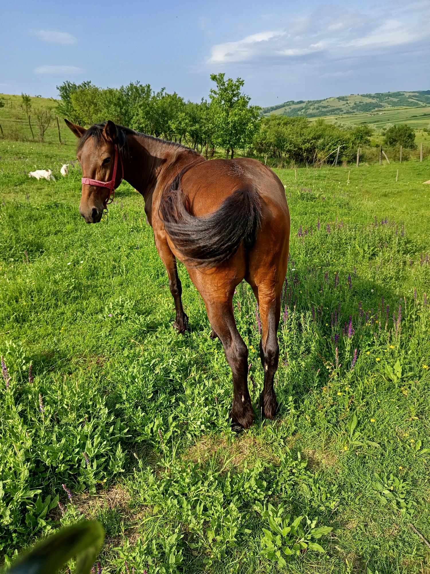 Vând iapa blândă