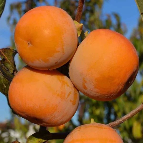 Kaki rosseyanka .